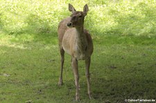 Bucharahirsch (Cervus elaphus bactrianus) im Opel-Zoo Kronberg