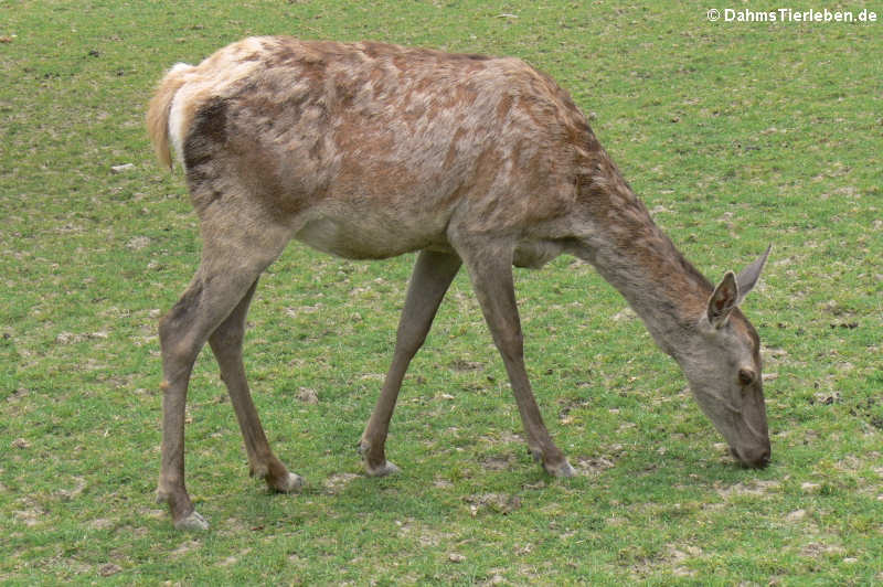 Cervus elaphus hippelaphus