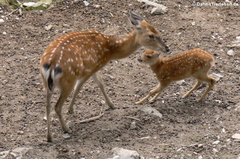 Vietnamesischer Sikahirsche (Cervus nippon pseudaxis)