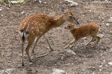 Vietnam-Sikahirsch (Cervus nippon pseudaxis) im Opel-Zoo Kronberg