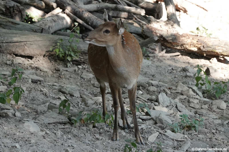 Cervus nippon pseudaxis-2