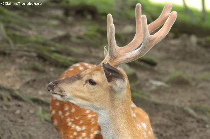 Cervus nippon pseudaxis (Vietnamesischer Sikahirsch)