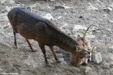 Vietnamesische Sikahirsche (Cervus nippon pseudaxis) im Opel-Zoo Kronberg