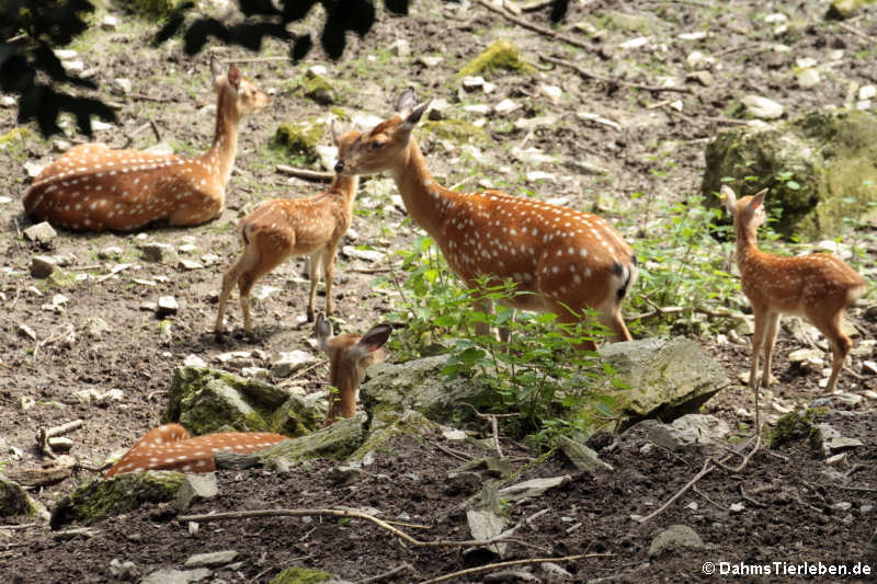 Vietnamesischer Sikahirsche (Cervus nippon pseudaxis)