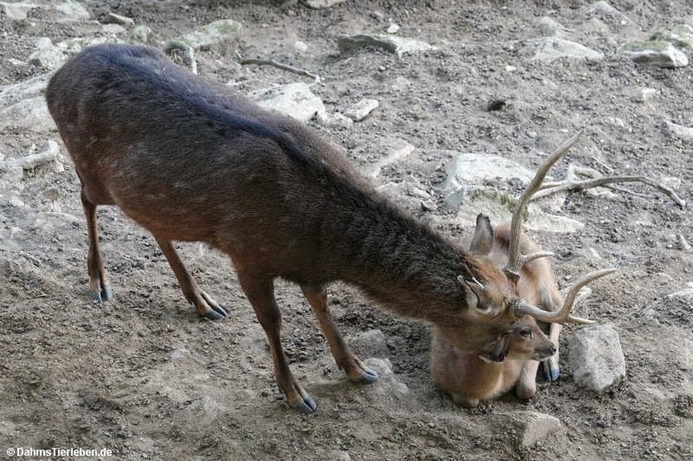 Cervus nippon pseudaxis
