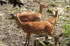 Vietnam-Sikahirsch (Cervus nippon pseudaxis) im Opel-Zoo Kronberg