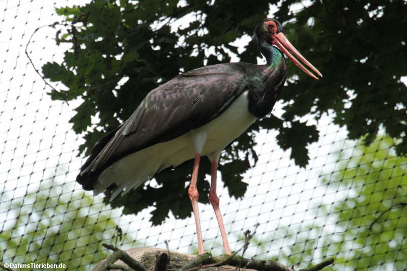 Ciconia nigra