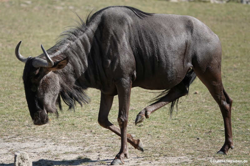 Connochaetes taurinus taurinus
