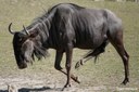 Connochaetes taurinus taurinus