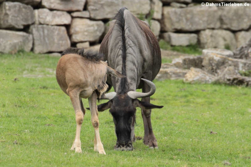 Connochaetes taurinus taurinus