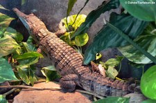 Australisches Süßwasserkrokodil (Crocodylus johnstoni) im Opel-Zoo Kronberg