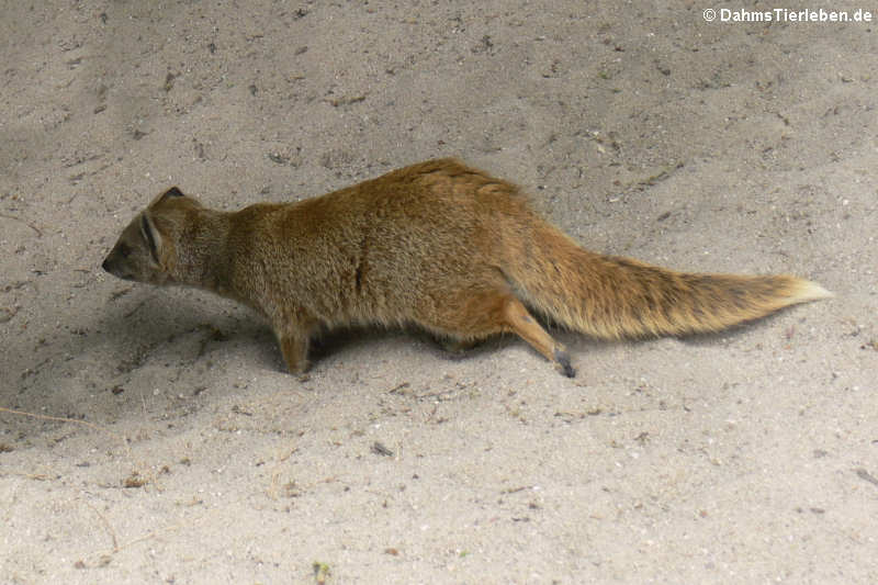 Fuchsmanguste (Cynictis penicillata)