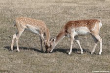 Mesopotamische Damhirsche (Dama mesopotamica) im Opel-Zoo Kronberg