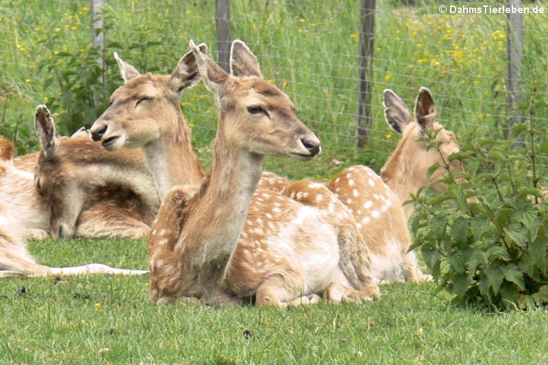 Mesopotamische Damhirsche (Dama mesopotamica)