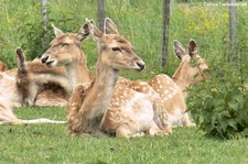 Mesopotamische Damhirsche (Dama mesopotamica) im Opel-Zoo Kronberg