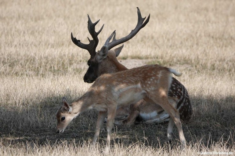 Dama mesopotamica