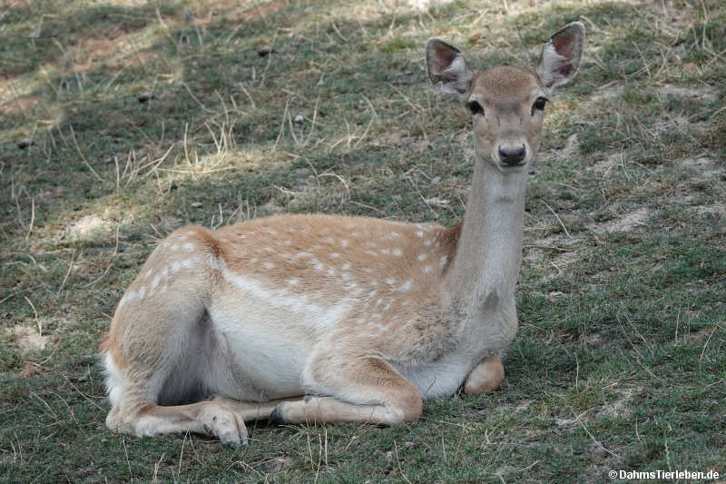 Dama mesopotamica
