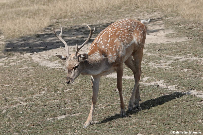 Dama mesopotamica