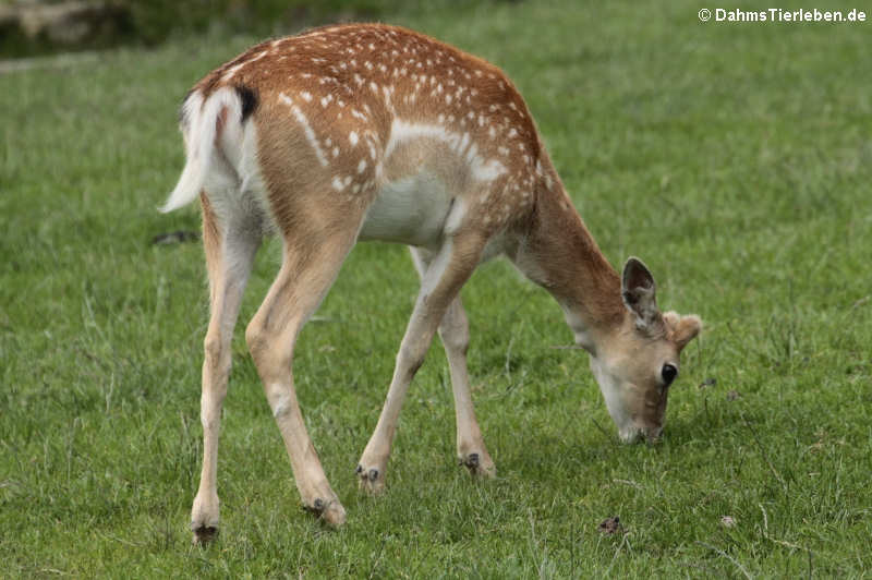 Mesopotamischer Damhirsch (Dama mesopotamica)