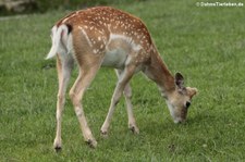 Mesopotamischer Damhirsch (Dama mesopotamica) im Opel-Zoo Kronberg