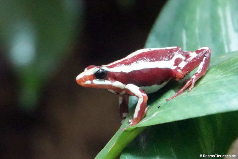 Epipedobates anthonyi