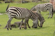 Böhm- oder Grant-Zebra (Equus quagga boehmi) im Opel-Zoo Kronberg