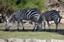 Equus quagga boehmi-8
