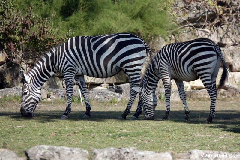 Equus quagga boehmi