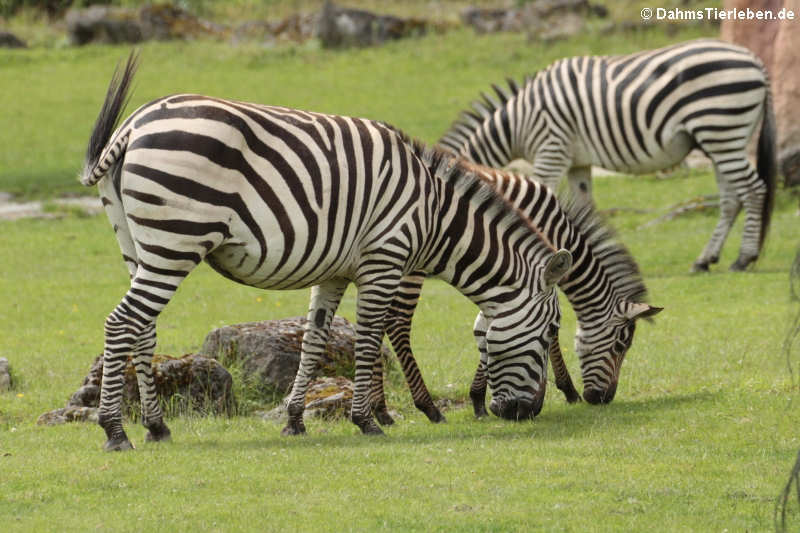 Equus quagga boehmi