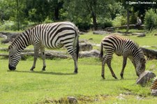 Böhm-Steppenzebra (Equus quagga boehmi) im Opel-Zoo Kronberg