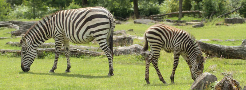 Grant-Zebras oder Böhm-Zebras (Equus quagga boehmi)