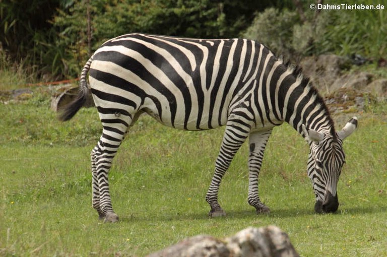 Equus quagga boehmi