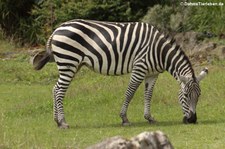 Böhm- oder Grant-Zebra (Equus quagga boehmi) im Opel-Zoo Kronberg