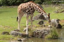 Rothschildgiraffe (Giraffa camelopardalis rothschildi) im Opel-Zoo Kronberg