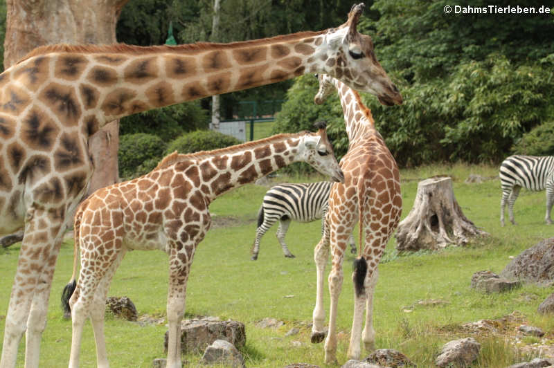 Giraffa camelopardalis rothschildi