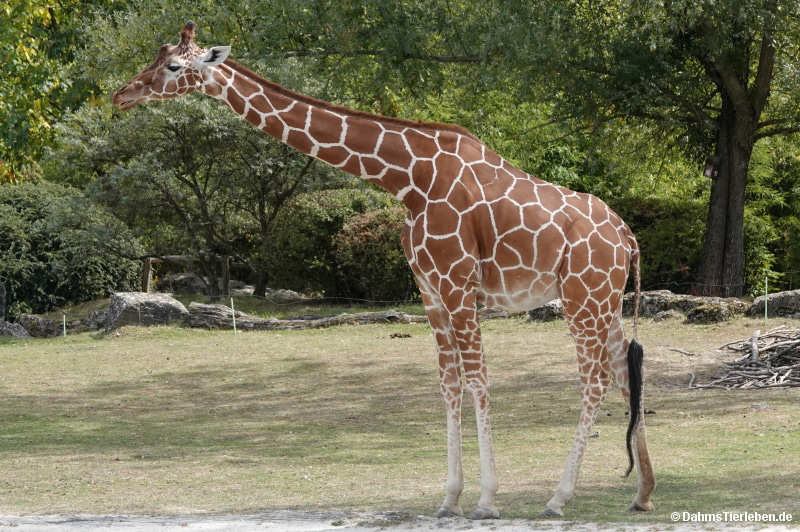 Giraffa reticulata