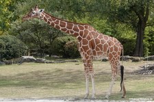 Giraffa reticulata-9