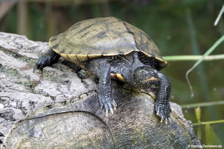 Graptemys pseudogeographica pseudogeographica