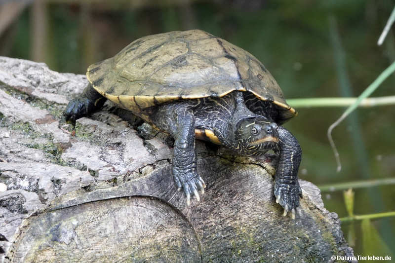 Graptemys pseudogeographica pseudogeographica