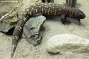 Heloderma horridum
