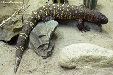 Skorpion-Krustenechse (Heloderma horridum) im Opel-Zoo Kronberg