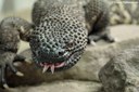 Heloderma horridum