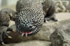 Skorpion-Krustenechse (Heloderma horridum) im Opel-Zoo Kronberg