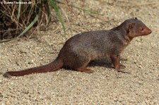 Ostafrikanische Zwergmanguste (Helogale parvula undulatus) im Opel-Zoo Kronberg
