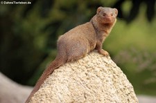 Ostafrikanische Zwergmanguste (Helogale parvula undulata) im Opel-Zoo Kronberg