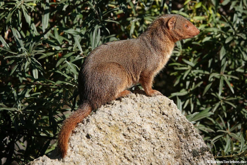 Helogale parvula undulatus
