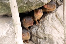 Ostafrikanische Zwergmangusten (Helogale parvula undulatus) im Opel-Zoo Kronberg