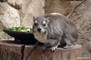 Heterohyrax brucei