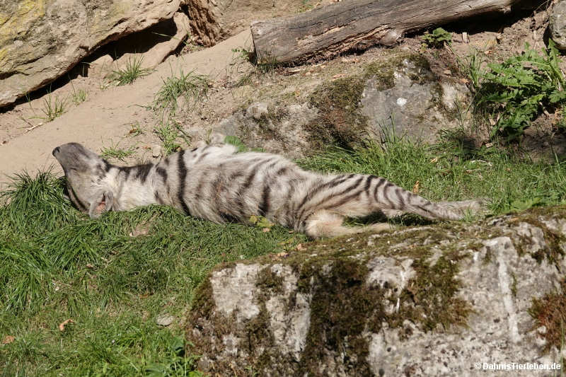 Hyaena hyaena