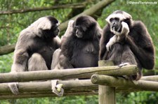 Mischlinge aus Hylobates pileatus (Kappengibbon) und Hylobates lar (Weißhandgibbon) im Opel-Zoo Kronberg